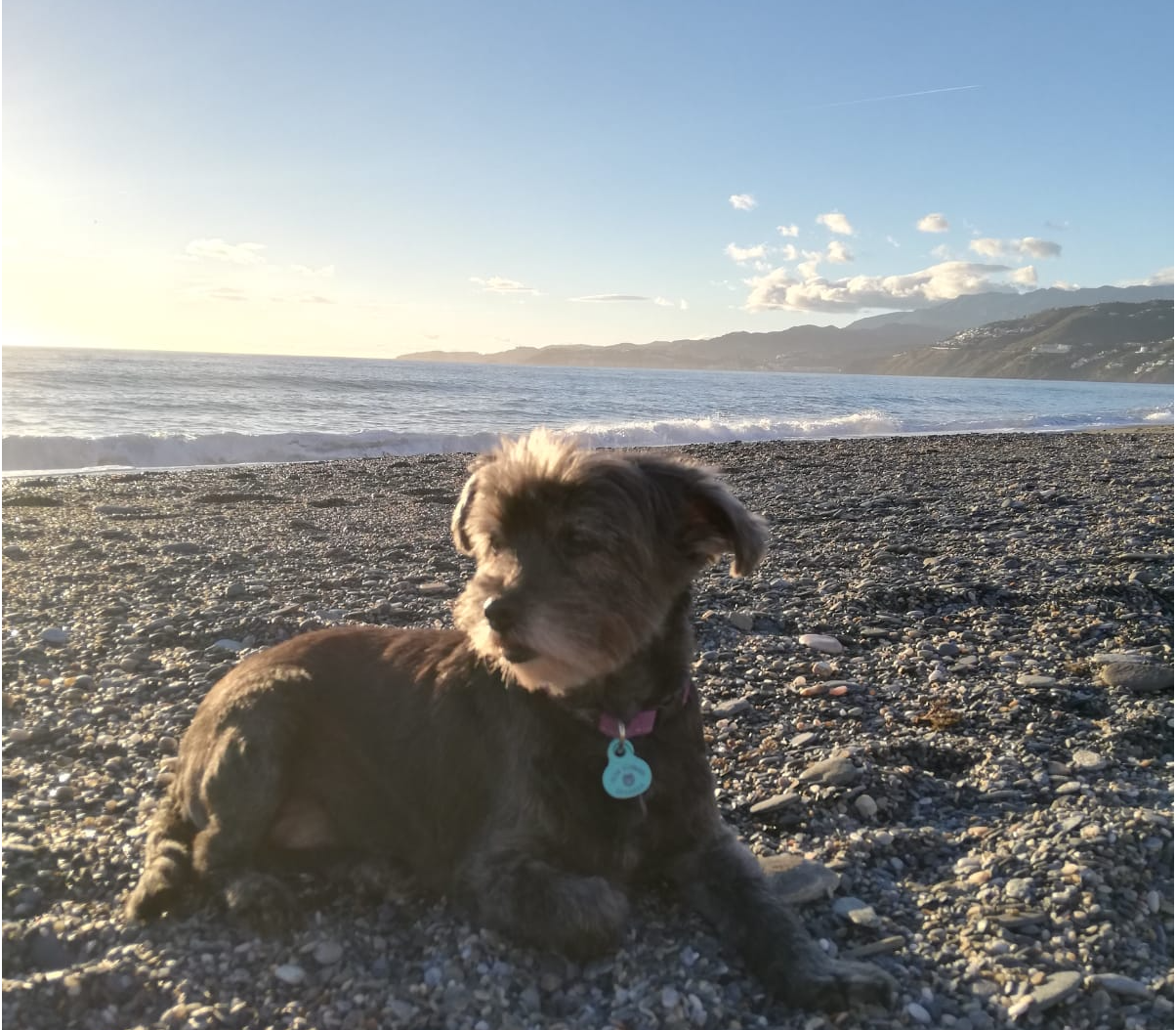 Travelling with dogs on the Tropical Coast